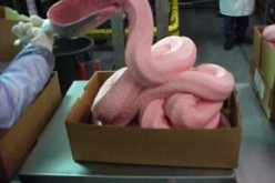 High Pay Beef Industry Job For Official Who Approved Ammonia Treated “Pink Slime”