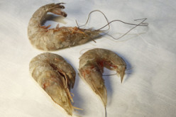 Mutated Gulf Seafood Alarms Scientists In Wake Of BP Gulf Oil Spill