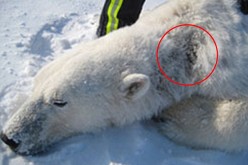 Marine Die-Offs, Polar Bears Losing Fur And Sick Animals In Alaska As Radiation Hits West Coast