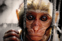 Cover Up Continues: Monkeys Injected With Vaccines Develop Autism