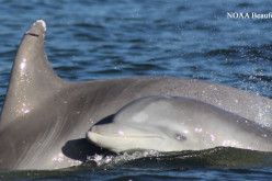 Offshore Drilling Cause of 3,000 Dead Dolphins On Peru’s Beaches?