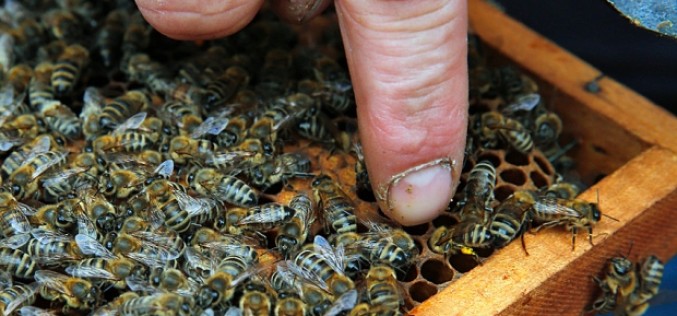 Scientists Call For Global Ban On Bee-Killing Pesticides