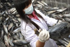 Fukushima Fish Carrying Record 258 Times The ‘Safe’ Level Of Radiation