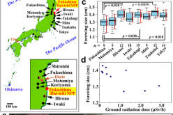 TIME Brags About Spinning Bufferfly Mutations From Fukushima Radiation