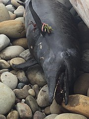 dead-dolphin-from-santa-barbara-oil-spill