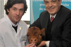 GMO Cows To Produce Human-Like Milk