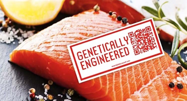 Groups Sue FDA Over Approval of Genetically Engineered Salmon