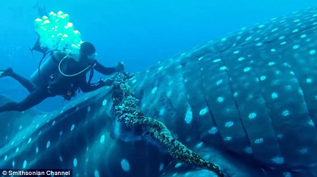 Video Diver Rescues Whale Shark Caught In Commercial Fishing Rope