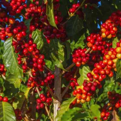 Coffee fruit extract