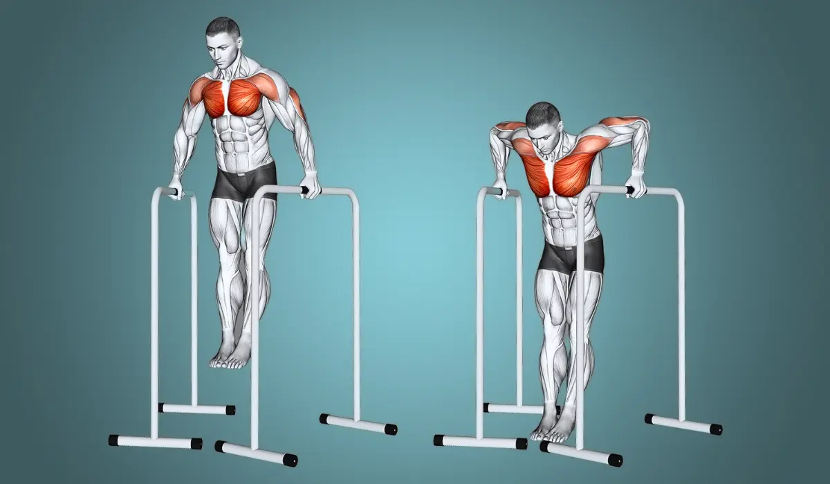 Lower Chest Exercises
