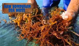 Raw Honduran Sea Moss
